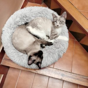 Gatets inseparables