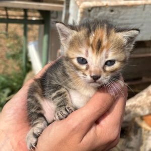 Gatet atigrat