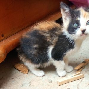 Gatet Pelut