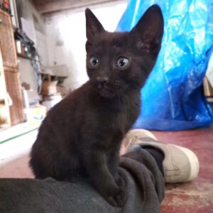 Negrito