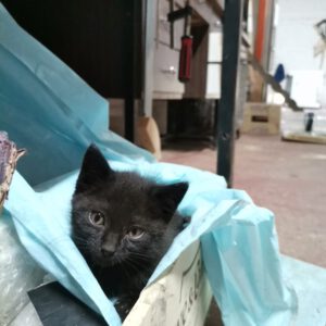 Gat negre